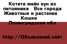 Котята мейн-кун из питомника - Все города Животные и растения » Кошки   . Ленинградская обл.